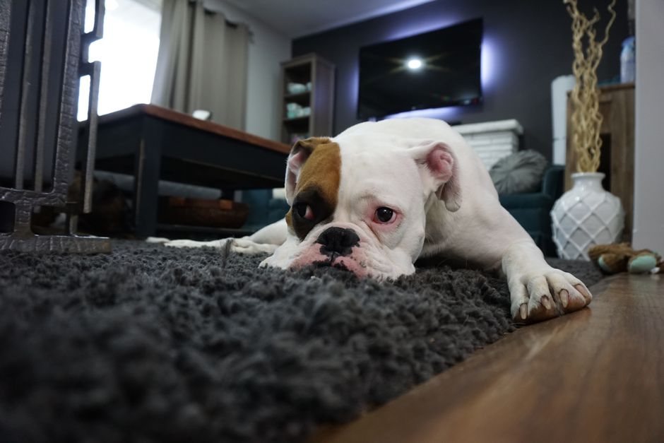 Happy dog resting on a freshly cleaned area rug